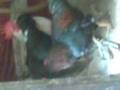 videos de pakistani kukar