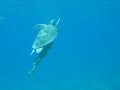 Schildkröte beim Auftauchen Marsa Alam 2008