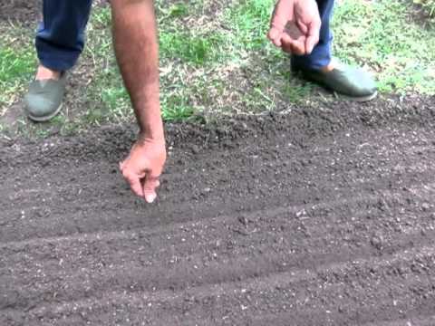 how to harvest rocket seeds
