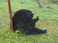 NS07: Black Bear NS07: Black Bear
