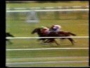 SHOW GATE (NZ) 1977 Trentham Stakes SHOW GATE (NZ) 1977 Trentham Stakes