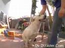 The Dog Whisperer