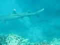 videos de White Tip Shark, Matamanoa Island, Fiji Part 2 - 6/6/09