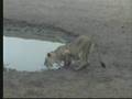 Lions & Hyenas & Jackals Oh My! Part 1