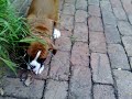 Monty the Boxer