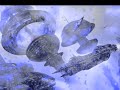 Hocico - Ruptura [remix]