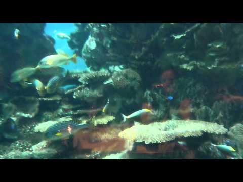 Al Mahara - Restauracja Al Mahara w hotelu Burh Al Arab w Dubaju.