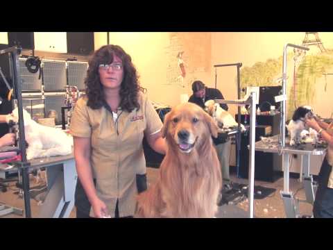 how to stop a dog nail bleed