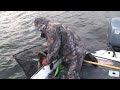 Just Big Muskies V4 54 inch muskie Just Big Muskies V4 54 inch muskie