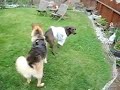 Three Legged Dog Party Three Legged Dog Party