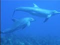 Hedonism diving:  Dolphins and more