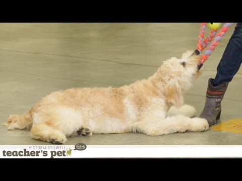 how to properly train a dog