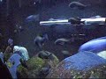 Tropheus sp. Black 