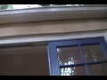 Africanized Bee removal Ne St Pete FLORIDA