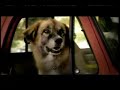Tractor Supply Commercial with Border Collie or McNab dog.