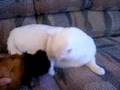 My cats afraid of my guinea pig!!!