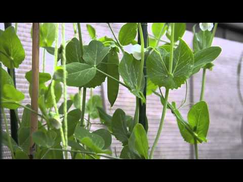 how to harvest snow peas