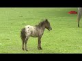 falabella mini-paardjes dansend en spelend in de wei