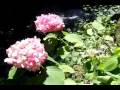 ���츩���������и����֥ͥ����㡼�ϥ��������ܼ����ع���������:YouTube������=18��
