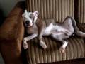 videos de THOR Roncador... (Funny Snoring)