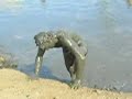 Ecuador Mud Bath Fighting
