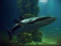 Sharks / Haie