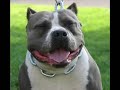 thebullyhouse com blue pitbull pit bull working out training