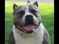 thebullyhouse com blue pitbull pit bull working out training