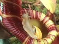 Escargot for Nepenthes ephippiata Escargot for Nepenthes ephippiata