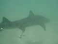 Leopard Sharks breeding in La Jolla, CA Leopard Sharks breeding in La Jolla, CA