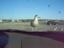 Seagull On Moving Car