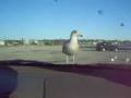 videos de Seagull On Moving Car