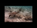 Biyadhoo Island Under Water