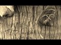 Palm Bark