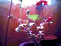 Time Lapse Plant Growing Geri the Geranium Time Lapse Plant Growing Geri the Geranium