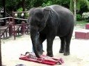 Sexy Elephant Massage