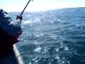 pesca cabrilla