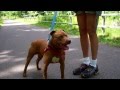 HARLIE the Pitbull