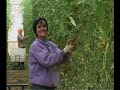 The Central Arava Fund (CAF)