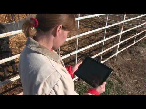 how to treat bvd in cattle
