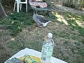 Bubba and Sister Goose Bubba and Sister Goose