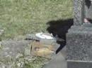 Brutal profanación del Cementerio de Pereiró, en Vigo