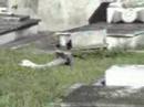 Brutal profanaci�n del Cementerio de Pereir�, en Vigo