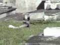 Brutal profanación del Cementerio de Pereiró, en Vigo
