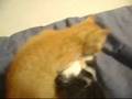gatos blooper