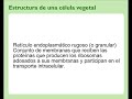Celula vegetal