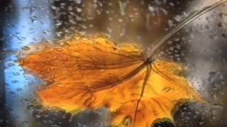 Осенний лес Красивое видео