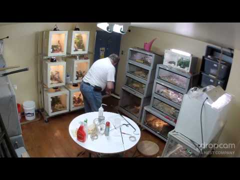 YouTube reptile video