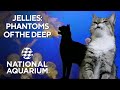 Discount Coupons For National Aquarium Baltimore
