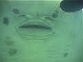 A lucky guitarfish male hold on to female with its teeth to keep her from swimming away. Sometimes up to 3 males surround a female, typical mating behaviour for sharks and rays.